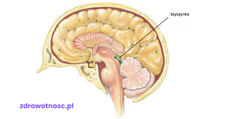 schemat przedstawiający gdzie znajduje się szyszynka w mózgu